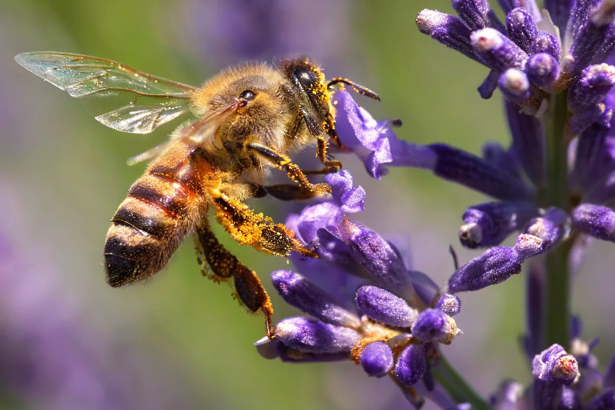 Text-to-Image sample: Macro Bee