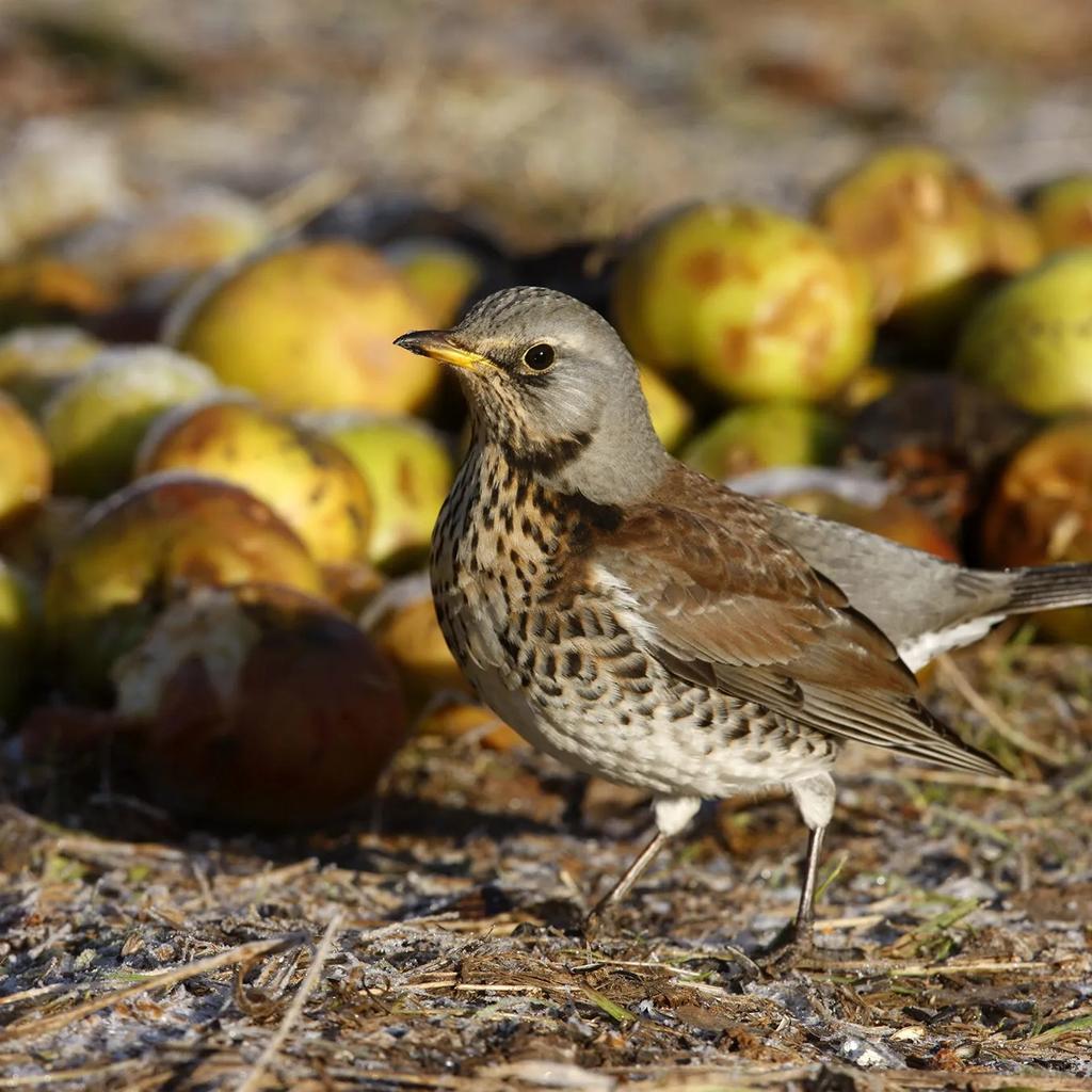 Input image for: Replace the bird in the image with a small rabbit.